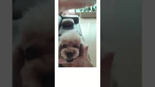 강아지훈련동영상
