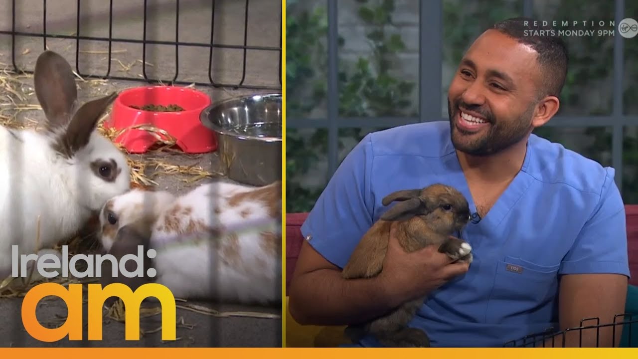Are Bunnies the Perfect House Pet? Ireland AM YouTube