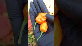 Перец Habanero Orange