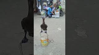 Download Lagu burung pecuk makan kepala ayam MP3