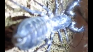 Vinegaroon (Cassius Clay) Hunts Wild Cricket by Life Vs. Death 215 views 7 years ago 1 minute, 57 seconds