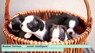 Best Small Dog Breeds for Small Homes Friendly Calm Low Maintenance Companions G