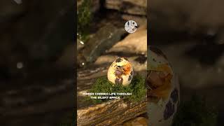 Rainforest Rain Deep Focus: Who Is Whispering Beneath This Mossy Log? (Nature ASMR, White Noise)