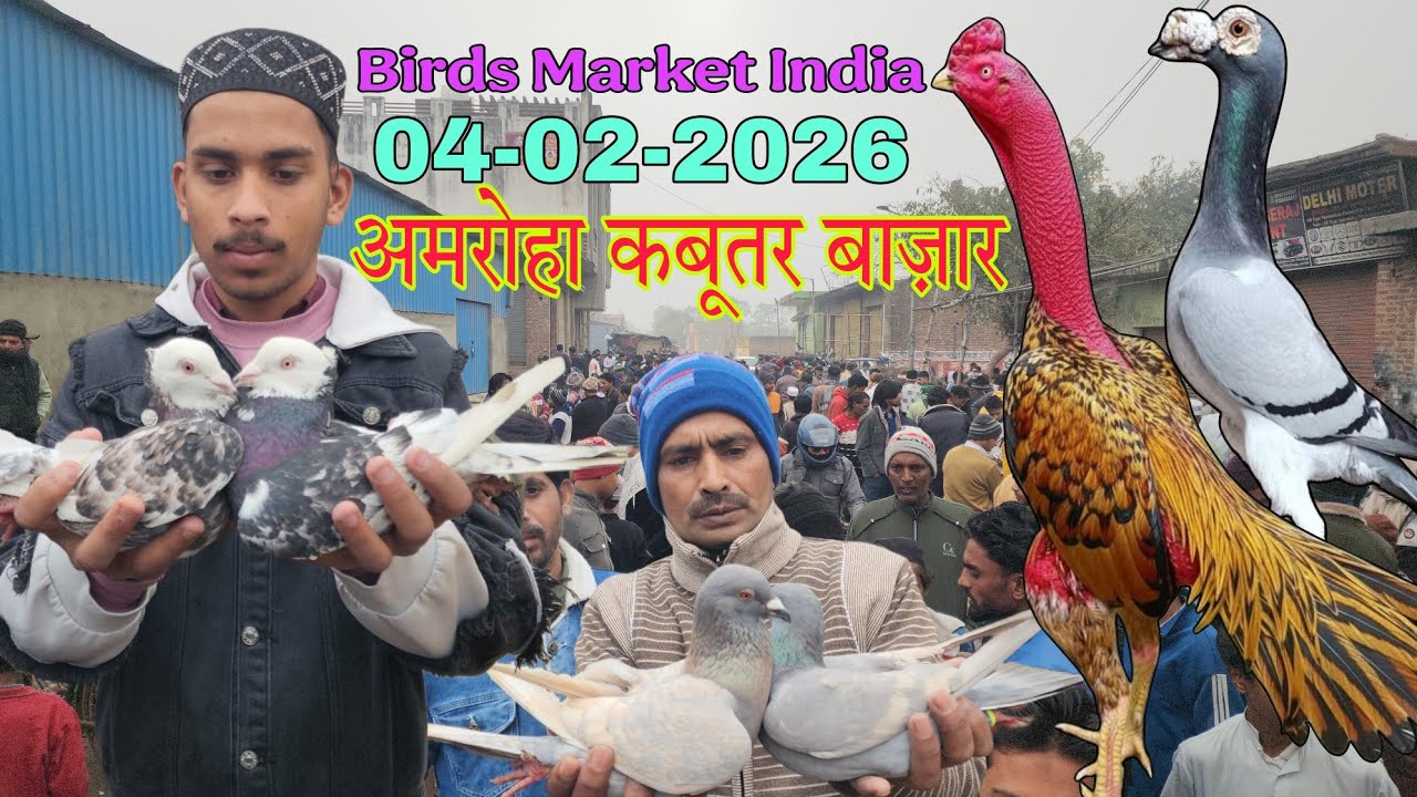 Amroha kabootar market 🕊️ 04-02-2026. अमरोहा कबूतर बाज़ार। Gola kabootar market.