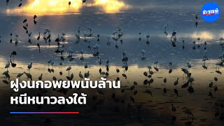 ฝูงนกอพยพกว่า 3 ล้านตัว บินหนีหนาวลงใต้ screenshot 3