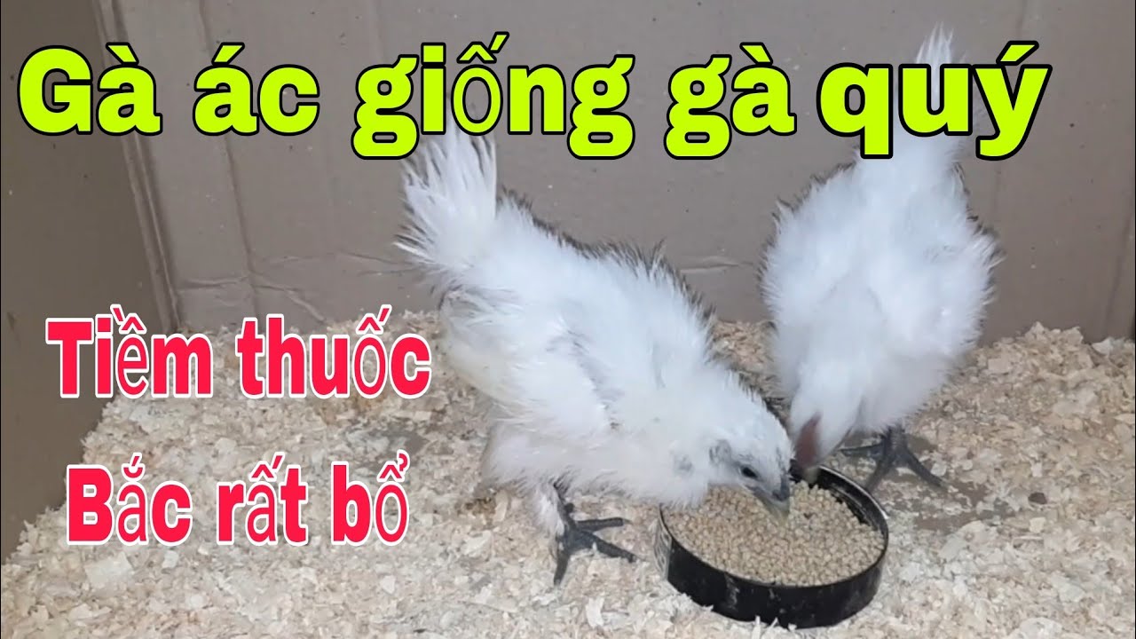 Is it easy or difficult to raise black chickensa...How to raise black