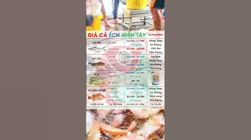 23/4/2024 ✅ Biến động Giá Cá Ếch #ĐBSCL ↗️ Giá Cá Tra, Cá Lóc, Điêu Hồng, Cá Kèo, Lươn Thịt #Shorts