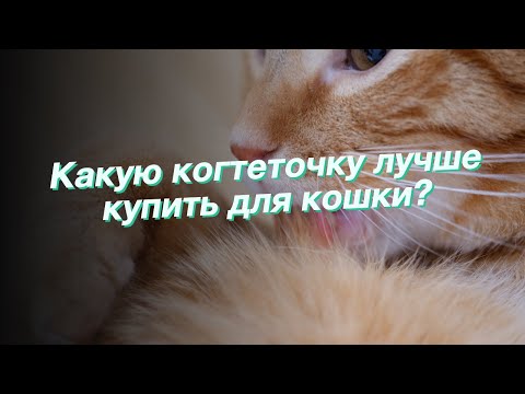 Какую когтеточку лучше купить для кошки?