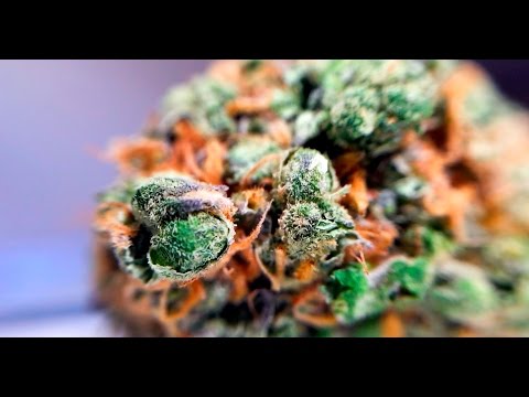 Video: Үй жаныбарларынын оорусу үчүн медициналык марихуана - Колорадо штатындагы таштар менен иттердин идиштери