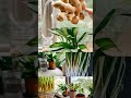 Growing ginger at home offers many benefits.