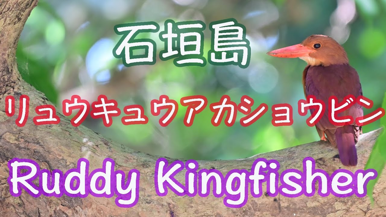 【石垣島のアカショウビン】毎日観ても飽きません！リュウキュウアカショウビン Ruddy Kingfisher 