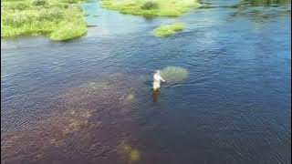 Download lagu 2024-07 Der Mohel pruvt fliegfishing in Ljusnan (02:38)