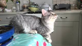 The cackle of a main coon.