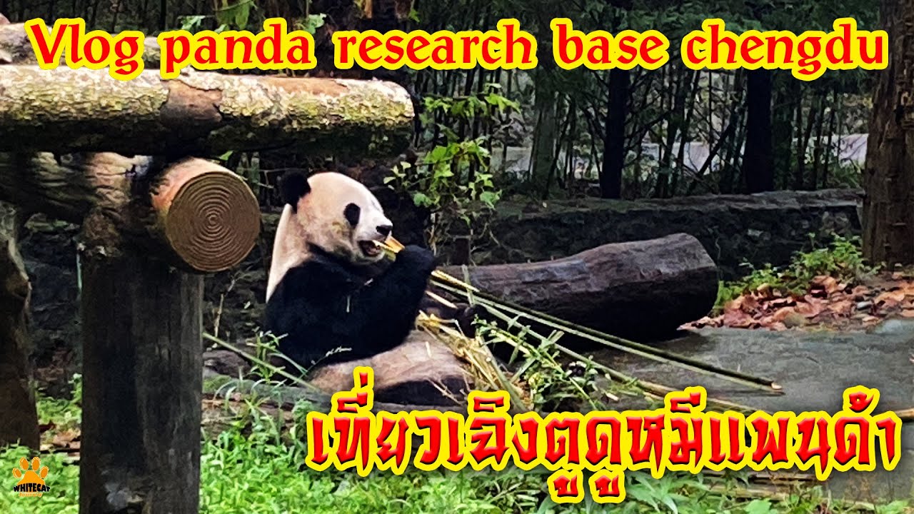 Vlog panda research base chengdu เที่ยวเฉิงตูดูหมีแพนด้า