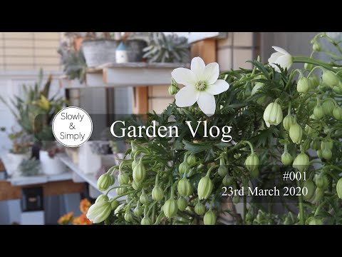 Garden vlog #001/ベランダガーデンvlog/クレマチス/一人静/いかり草