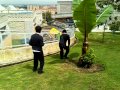 Alazar 