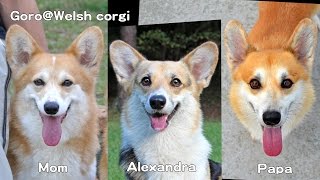 Alexandra & Parents morphing / アレクサンドラと両親のモーフィング welsh corgi pembroke コーギー