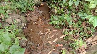 Petualang Alas Durian Watulimo, Trenggalek