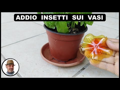 Video: Controllare le larve nelle piante in vaso: come sbarazzarsi delle larve nei vasi di fiori