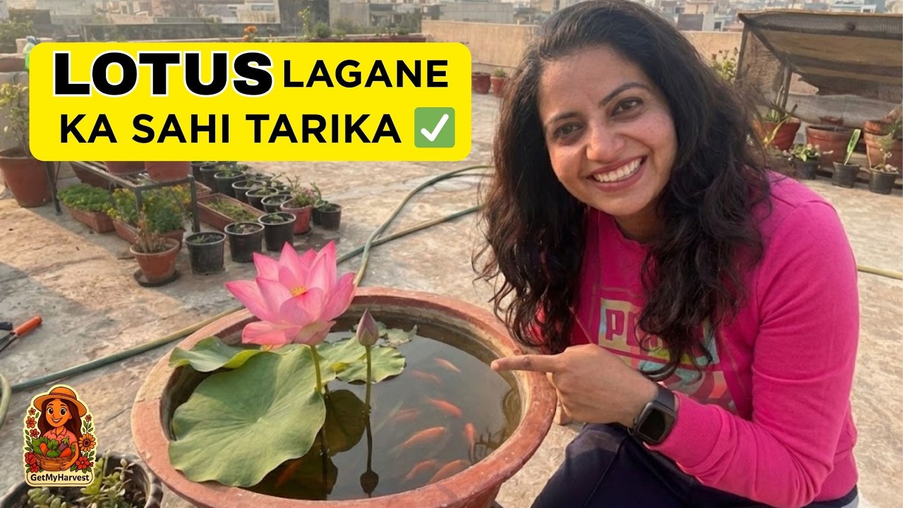 Kamal ugane ka sahi tarika! 🪴 Lotus Pot Setup & Growth Secrets
