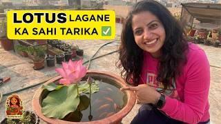 Kamal ugane ka sahi tarika! 🪴 Lotus Pot Setup & Growth Secrets Pot For Lotus Flower