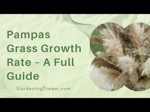 Pampas Grass Growth Rate – A Full Guide