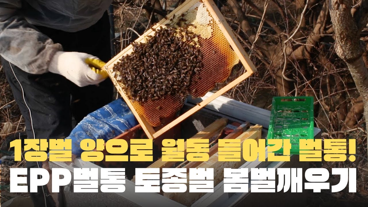 끝난 줄 알았던 약군 토종벌… EPP 벌통으로 살아났다.