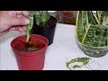How to Grow Snake Plant Babies by Water Propagation