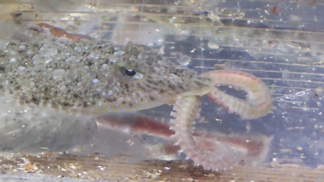 青イソメを捕食するメゴチ 学名ネズミゴチ 関西では通称ガッチョ Youtube 青イソメを捕食するメゴチ 学名ネズミゴチ 関西では通称ガッチョ Youtube