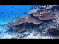 An Anilao coral reef: A story of renewal.