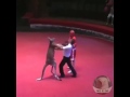 Kangaroo vs man boxing