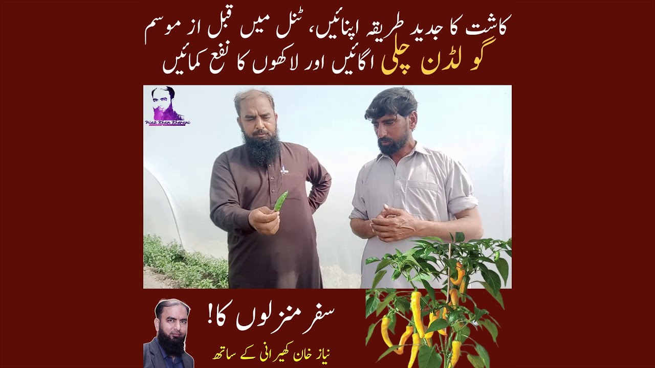 Farming of golden chili Earn from Golden chilli in Pakistan Rates of golden chilli Niaz khan kherani