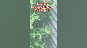 This ruby-throated hummingbird feeds on flowers #trailcamera #trailcam #wildlife #hummingbird