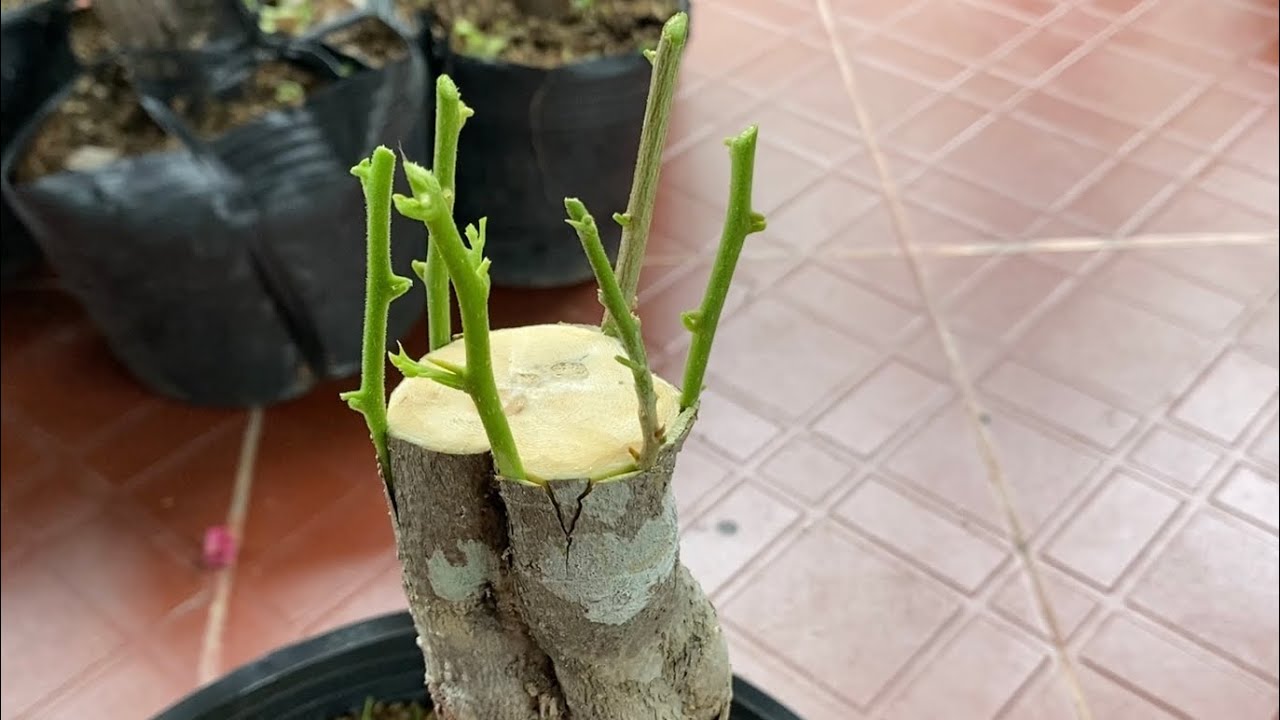 Но учтите, что при прививке бумажных цветов очень важно