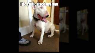 Marietta Vet Clinic Welcomes New Pets