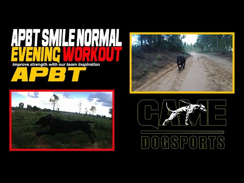 APBT Smile American Pitbull normal evening Workout Impossible Power