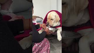 Bhai khaa ❤️🥰#dogbreed #petshub #petcareprovider #cute #bestpetsupplies #labrador #dog #love