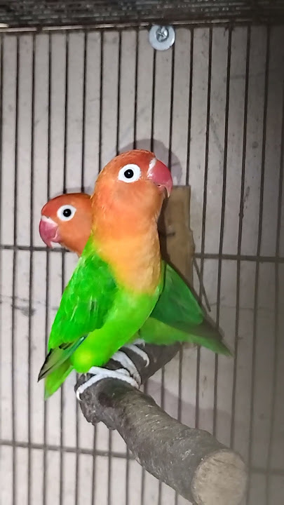 Pair #lovebirds #birds #birdsavairy #africanlovebirds #parrot #pets #animals #birdlovers #aviary