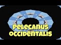 Pelecanus occidentalis?