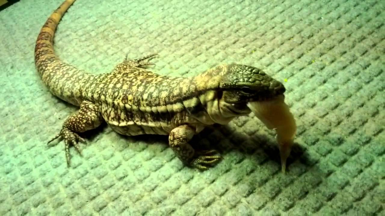 iguana vs tegu