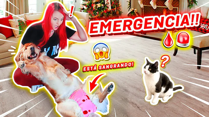 MI PERRITA EN CELO USA PAALES! Y MANCH TODA LA CAS...