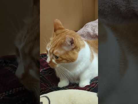 04/02 そわそわみい太🐈