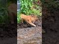 Miles, the cat, made it back to the barn after all the rain.