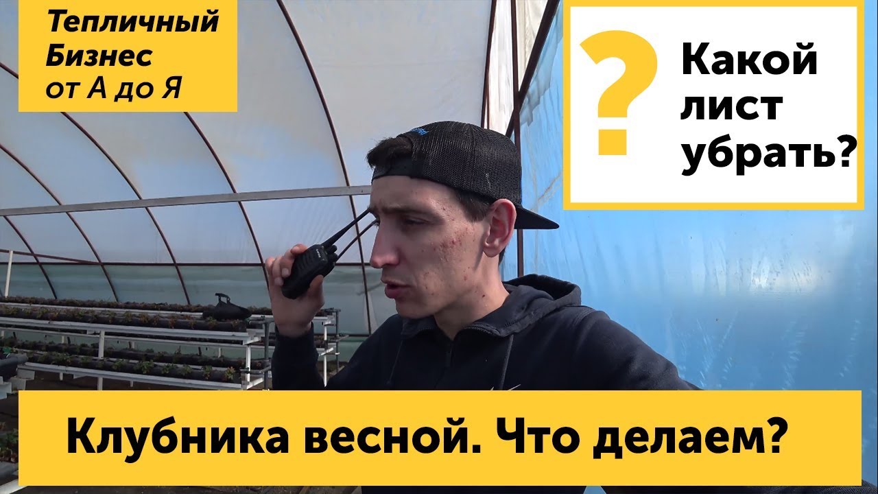 ⁣Клубника в теплицах - начало сезона. Обзор и работы весной на тепличной клубнике.