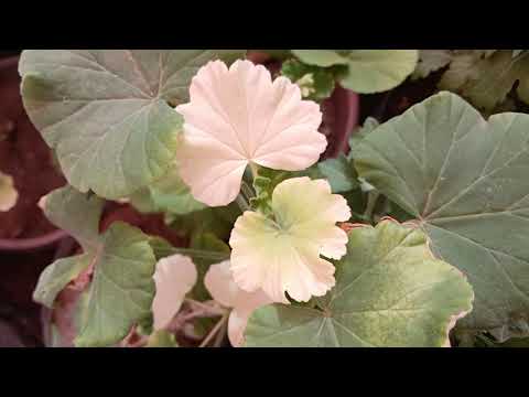 تلون أوراق الجيرانيوم أضرار الحر الشديد أو الصدمة الحرارية 