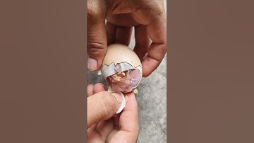Open egg shell instantly to save stuck baby chick 🐥🐣🐥