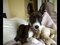 Porch Potty housebreaking a puppy dog the litterbox for dogs Porch Potty housebreaking a puppy dog the litterbox for dogs
