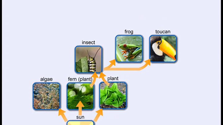 Energy Flow - Trophic Levels and Food