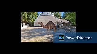 Das Dromedar (Camelus dromedarius)