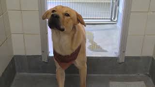 Acs A816526